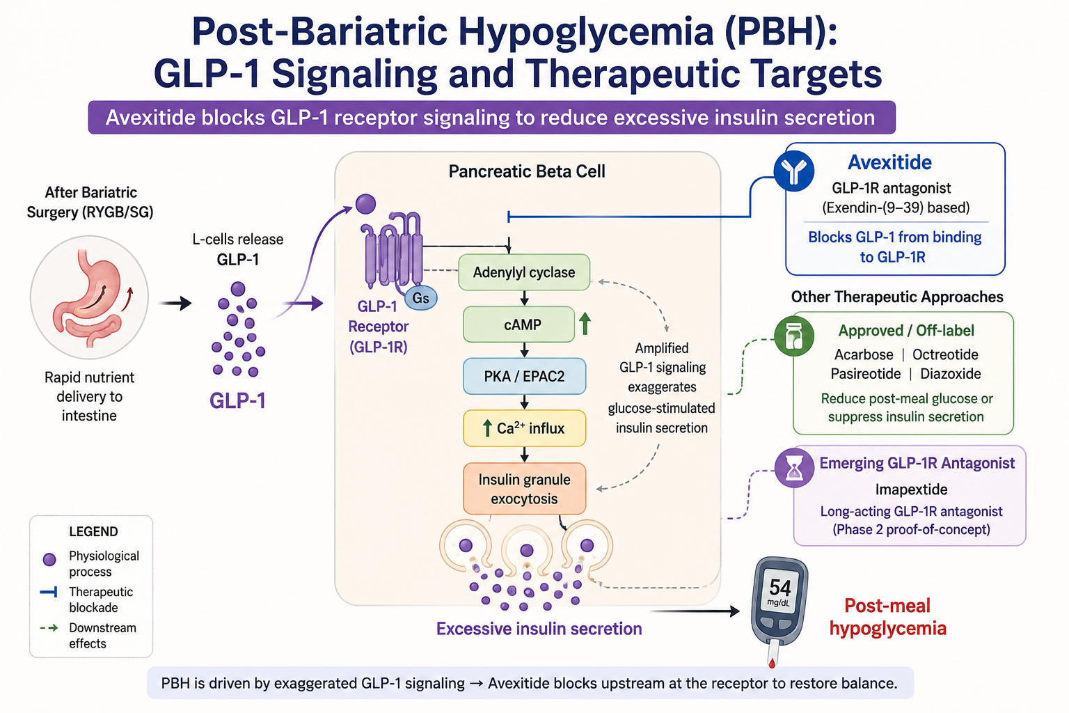 Why Blocking GLP-1 Can Prevent Hypoglycemia After Bariatric Surgery