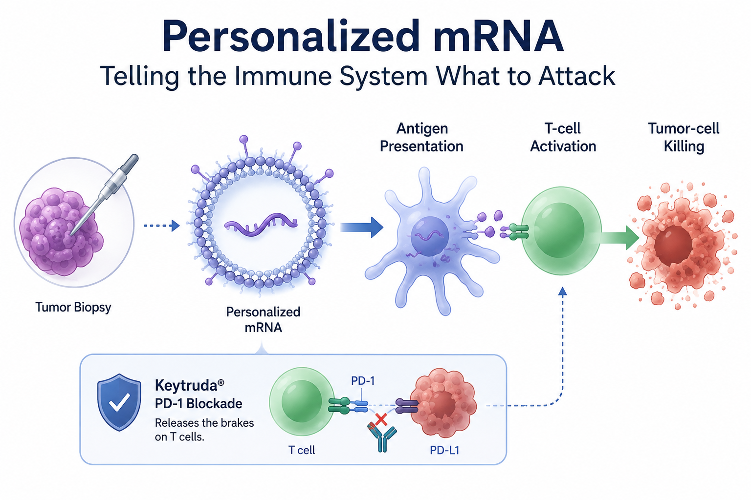 How Moderna’s Personalized mRNA Cancer Therapy Trains the Immune System