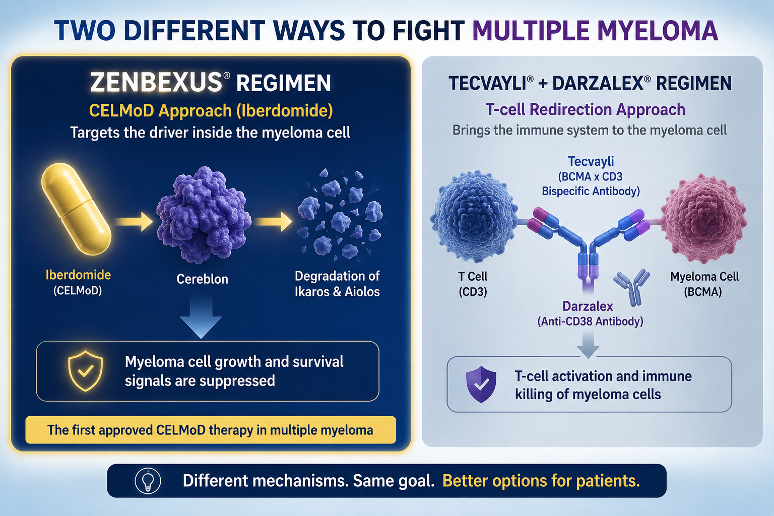 Two Different Ways to Fight Multiple Myeloma