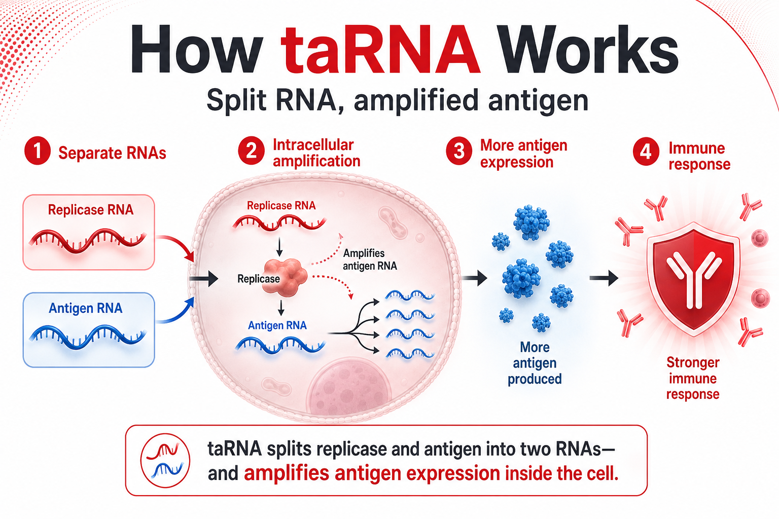 How Trans-Amplifying RNA Could Extend the mRNA Platform