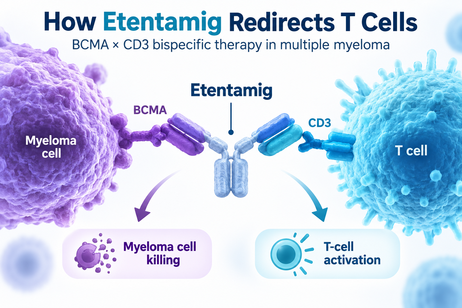 How Etentamig Redirects T Cells in Multiple Myeloma