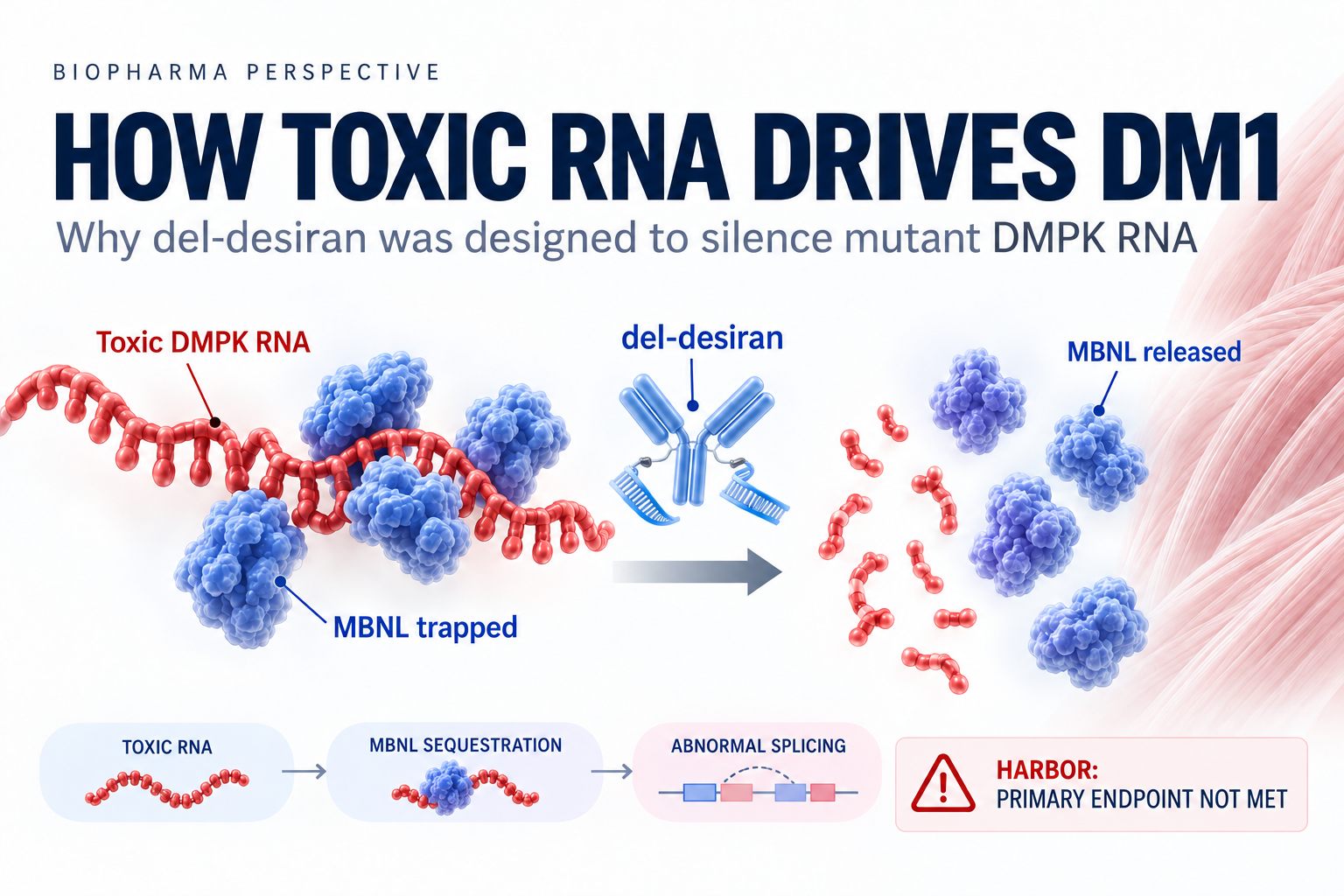 How Toxic RNA Drives DM1—and Why Del-desiran Was Designed to Silence It