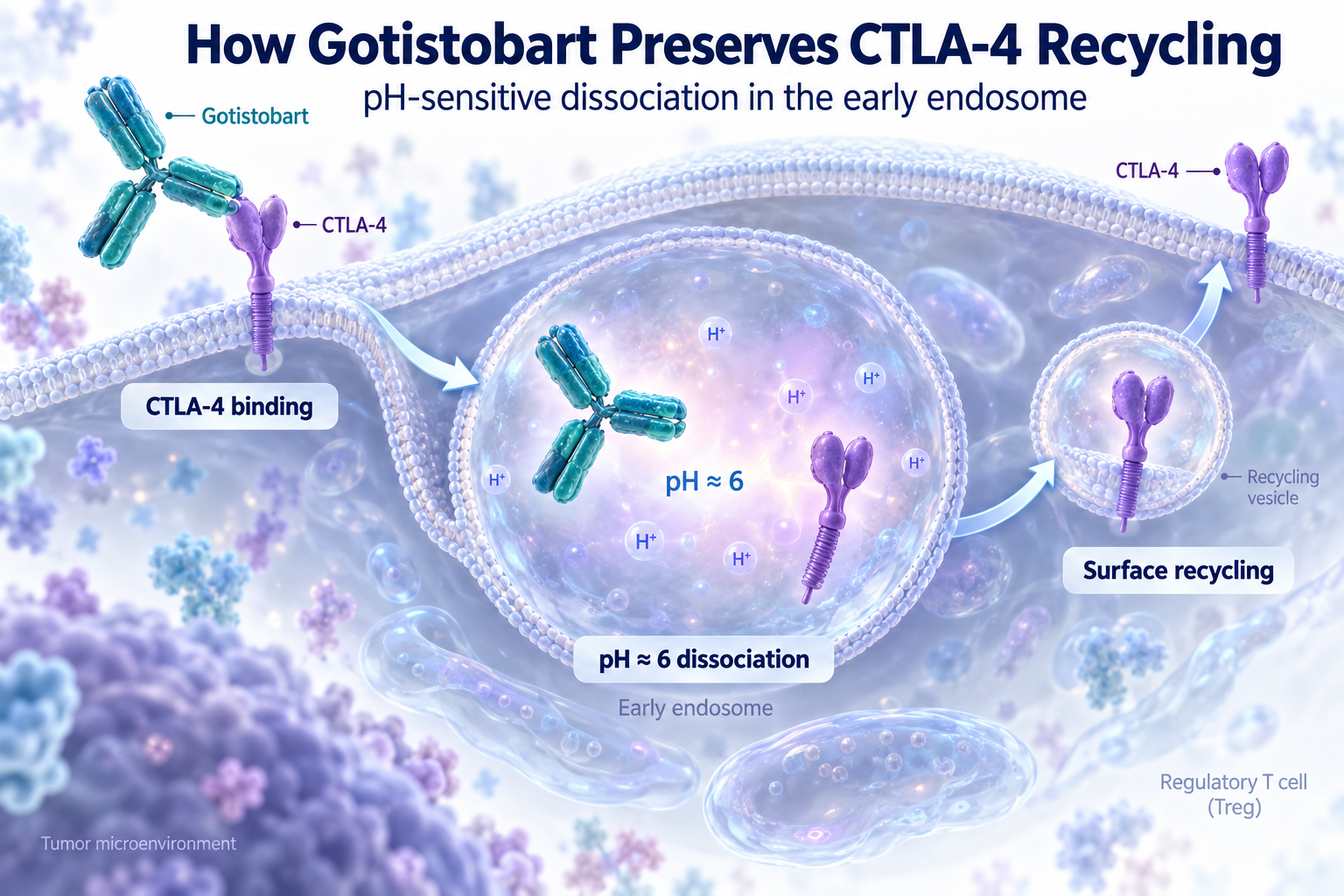 How Gotistobart Preserves CTLA-4 Recycling