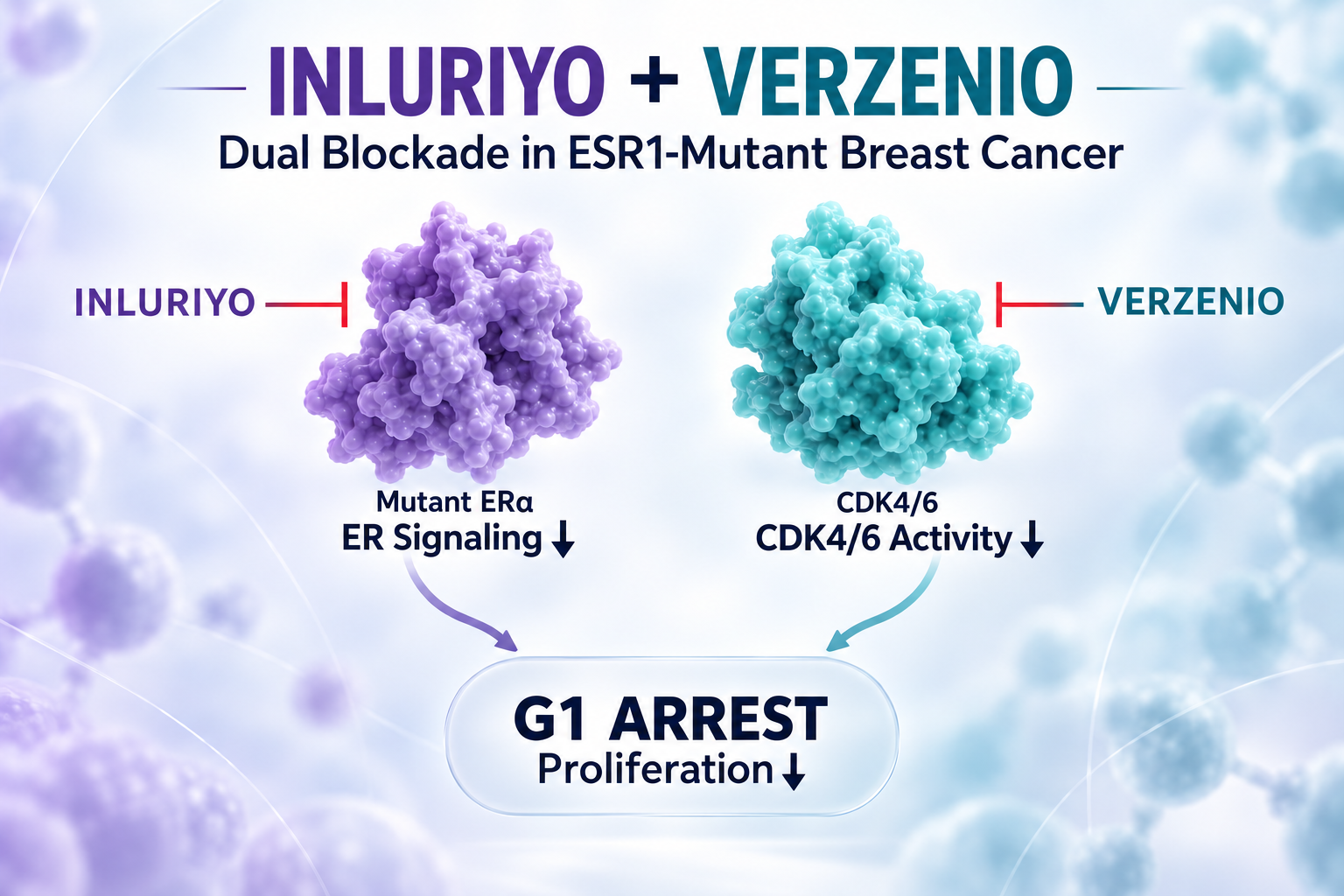 How Inluriyo and Verzenio Deliver Dual Blockade in ESR1-Mutated Breast Cancer